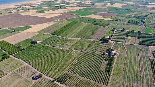 Elazığ'da 5 bin yıllık geleneksel üzüm hasadı başladı