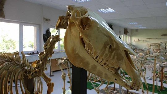 Elazığ'da 50 çeşit hayvanın anatomik yapısının bulunduğu müzede, Türkiye'de ilk olan zürafa iskeleti yer alıyor