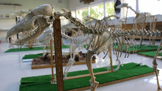 Elazığ'da 50 çeşit hayvanın anatomik yapısının bulunduğu müzede, Türkiye'de ilk olan zürafa iskeleti yer alıyor