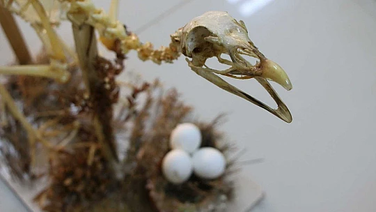 Elazığ'da 50 çeşit hayvanın anatomik yapısının bulunduğu müzede, Türkiye'de ilk olan zürafa iskeleti yer alıyor