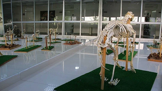 Elazığ'da 50 çeşit hayvanın anatomik yapısının bulunduğu müzede, Türkiye'de ilk olan zürafa iskeleti yer alıyor