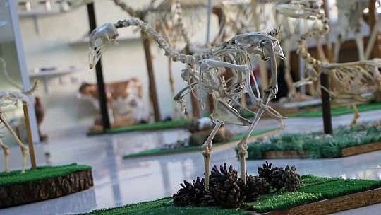 Elazığ'da 50 çeşit hayvanın anatomik yapısının bulunduğu müzede, Türkiye'de ilk olan zürafa iskeleti yer alıyor