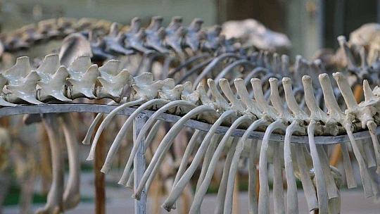 Elazığ'da 50 çeşit hayvanın anatomik yapısının bulunduğu müzede, Türkiye'de ilk olan zürafa iskeleti yer alıyor