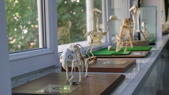 Elazığ'da 50 çeşit hayvanın anatomik yapısının bulunduğu müzede, Türkiye'de ilk olan zürafa iskeleti yer alıyor