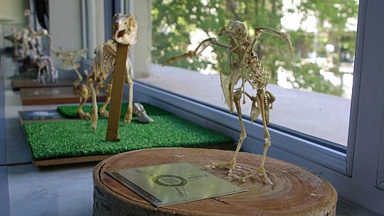 Elazığ'da 50 çeşit hayvanın anatomik yapısının bulunduğu müzede, Türkiye'de ilk olan zürafa iskeleti yer alıyor