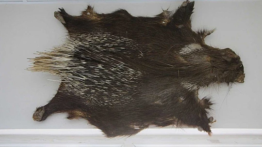 Elazığ'da 50 çeşit hayvanın anatomik yapısının bulunduğu müzede, Türkiye'de ilk olan zürafa iskeleti yer alıyor