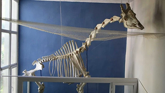 Elazığ'da 50 çeşit hayvanın anatomik yapısının bulunduğu müzede, Türkiye'de ilk olan zürafa iskeleti yer alıyor