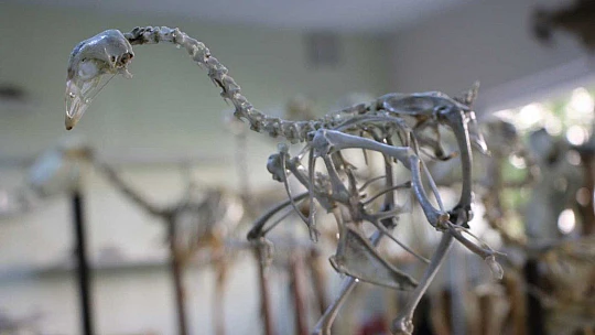 Elazığ'da 50 çeşit hayvanın anatomik yapısının bulunduğu müzede, Türkiye'de ilk olan zürafa iskeleti yer alıyor