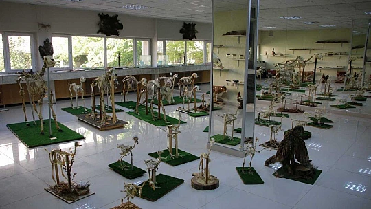 Elazığ'da 50 çeşit hayvanın anatomik yapısının bulunduğu müzede, Türkiye'de ilk olan zürafa iskeleti yer alıyor