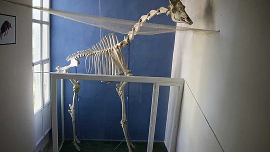 Elazığ'da 50 çeşit hayvanın anatomik yapısının bulunduğu müzede, Türkiye'de ilk olan zürafa iskeleti yer alıyor