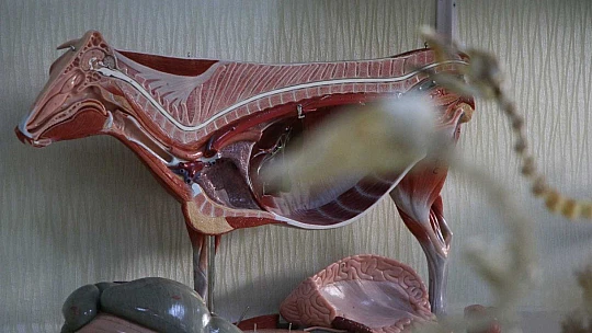 Elazığ'da 50 çeşit hayvanın anatomik yapısının bulunduğu müzede, Türkiye'de ilk olan zürafa iskeleti yer alıyor