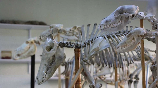 Elazığ'da 50 çeşit hayvanın anatomik yapısının bulunduğu müzede, Türkiye'de ilk olan zürafa iskeleti yer alıyor