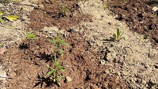 Elazığ'da 513 kök kenevir bitkisi ele geçirildi