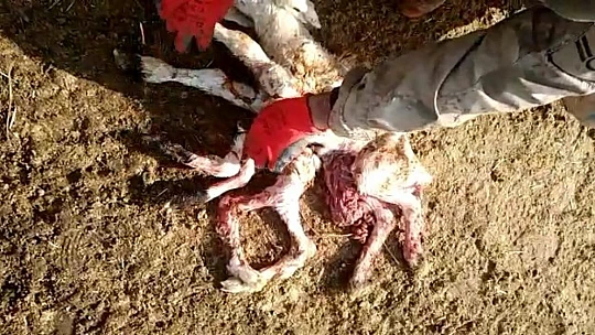 Elazığ'da 8 ayaklı kuzuyu görenler gözlerine inanamadı