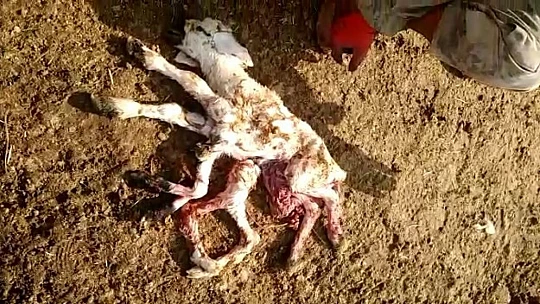 Elazığ'da 8 ayaklı kuzuyu görenler gözlerine inanamadı