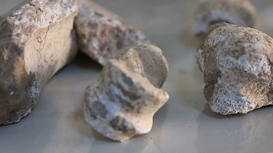 Elazığ'da 8 milyon yıllık hayvan fosilleri sergileniyor