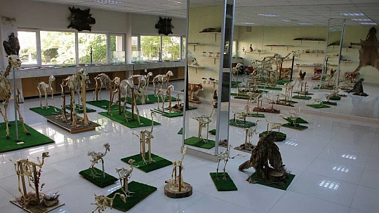 Elazığ'da 8 milyon yıllık hayvan fosilleri sergileniyor