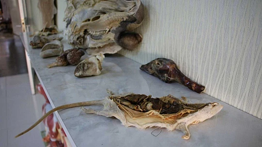 Elazığ'da 8 milyon yıllık hayvan fosilleri sergileniyor