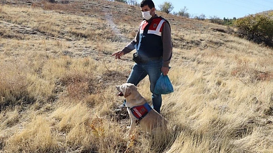 Kayıp kadını iz takip köpeği 'Dost' buldu