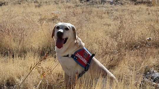 Kayıp kadını iz takip köpeği 'Dost' buldu