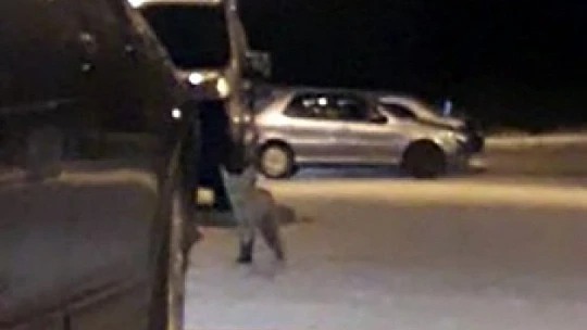 Elazığ'da aç kalan tilki şehre indi