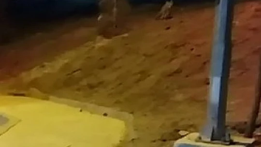 Elazığ'da aç kalan tilki şehre indi