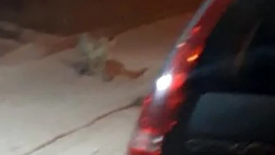 Elazığ'da aç kalan tilki şehre indi