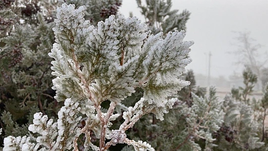 Elazığ'da ağaçlar kırağı tuttu, süs havuzları dondu