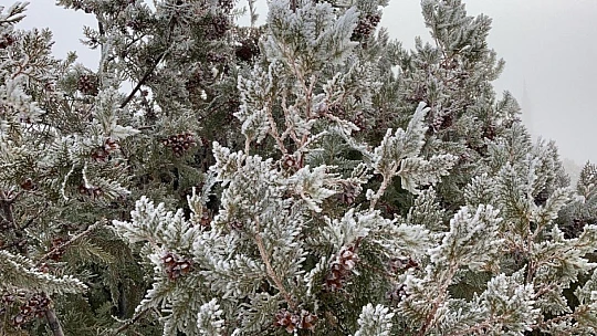 Elazığ'da ağaçlar kırağı tuttu, süs havuzları dondu