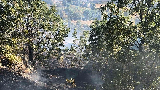 Elazığ'da ağaçlık alanda yangın: Vatandaşlar seferber oldu