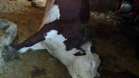 Elazığ'da ağıla yıldırım düştü, 3 büyükbaş hayvan telef oldu