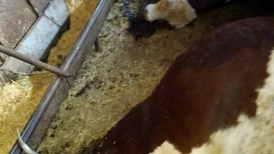 Elazığ'da ağıla yıldırım düştü, 3 büyükbaş hayvan telef oldu