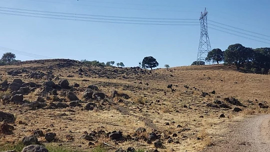 Elazığ'da ağıldan kaçan 90 keçiden 16'sını kurtlar telef etti