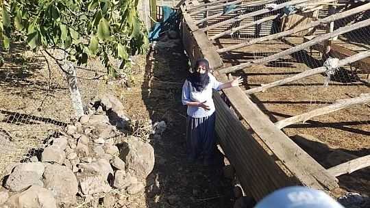 Elazığ'da ağıldan kaçan 90 keçiden 16'sını kurtlar telef etti