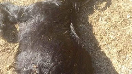 Elazığ'da ağıldan kaçan 90 keçiden 16'sını kurtlar telef etti