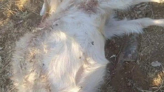 Elazığ'da ağıldan kaçan 90 keçiden 16'sını kurtlar telef etti