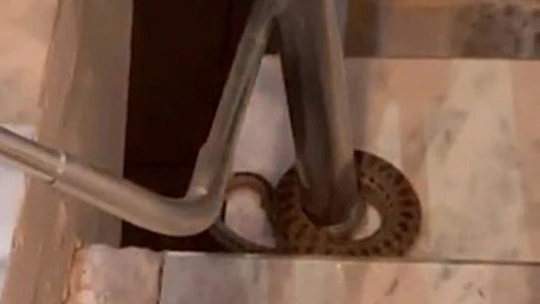 Elazığ'da apartmana giren yılan paniğe neden oldu