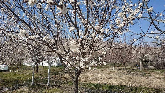 Elazığ'da badem ve kayısı ağaçları çiçek açtı