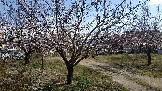 Elazığ'da badem ve kayısı ağaçları çiçek açtı