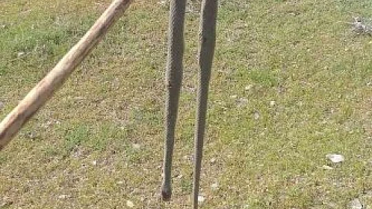 Elazığ'da baharın gelmesiyle yılanlar görülmeye başlandı