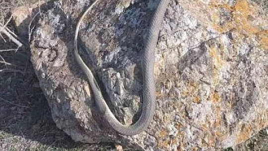 Elazığ'da baharın gelmesiyle yılanlar görülmeye başlandı