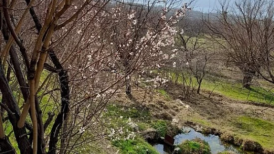 Elazığ'da baharın habercisi bademler çiçek açtı