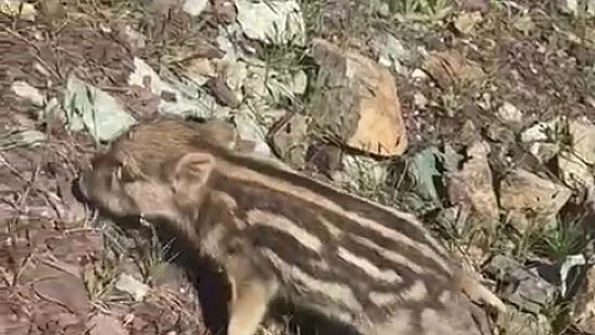 Elazığ'da baharla birlikte yaban domuzları da ortaya çıktı