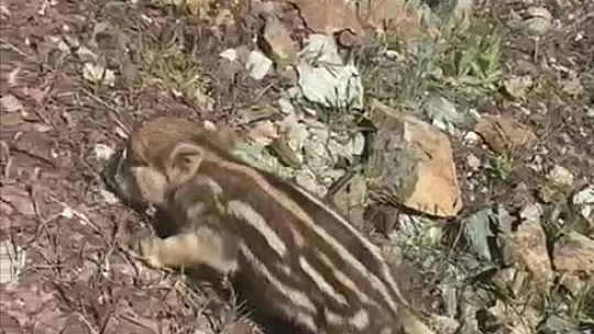 Elazığ'da baharla birlikte yaban domuzları da ortaya çıktı