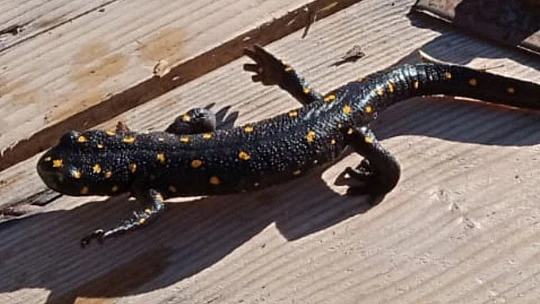 Elazığ'da benekli semender izleme çalışması yapıldı