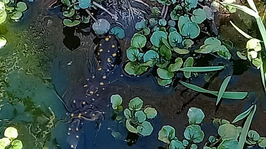 Elazığ'da benekli semender izleme çalışması yapıldı