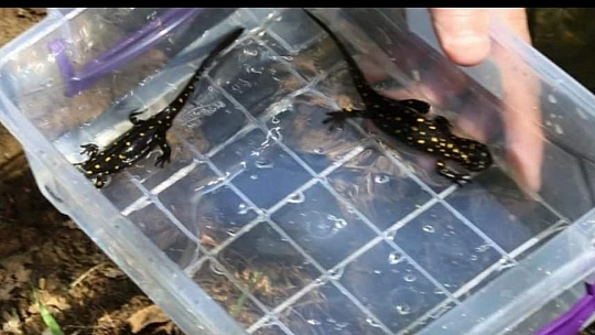 Elazığ'da benekli semender izleme çalışması yapıldı