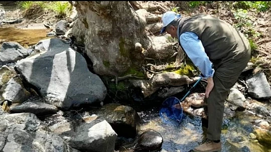 Elazığ'da benekli semender izleme çalışması yapıldı