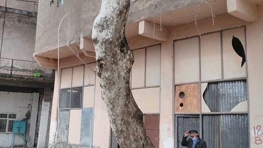 Elazığ'da bulunan 115 yıllık 'Dua çınarı' tescillendi