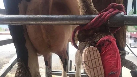 Elazığ'da büyükbaş hayvanlar için 'Seyyar pedikür aracı'
